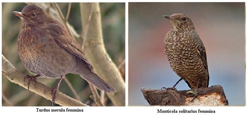 Merlo giovane Turdus merula